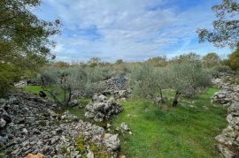 Otok Krk,Bajčići,maslinik,734 m2, Krk, Land