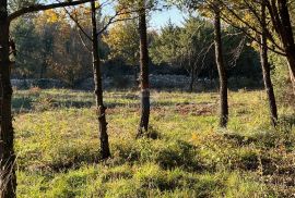 Istra,Vodnjan - poljoprivredno zemljište, Vodnjan, Tierra