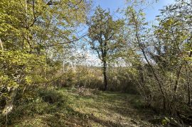 Istra, Buje, okolica - poljoprivredno zemljište 20.000 m2 sa ucrtanim objektom, Buje, Tierra