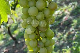 Klijet s vinogradom i voćnjakom, 3814m2, Donja Voća, Famiglia