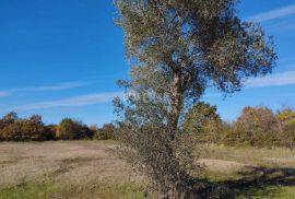 ISTRA, SVETVINČENAT Prekrasno poljoprivredno zemljište!, Svetvinčenat, Земля