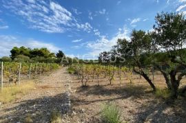 Tisno - stara villa na parceli od 10.000m2 s vinogradom i maslinikom, Tisno, Kuća