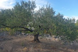 Maslinik u okolici Marine,hitno, Marina, Tierra