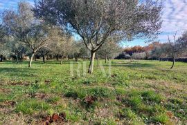 Prodaja zemljišta za gradnju jedne ili dvije kuće P+1, Marčana, Land