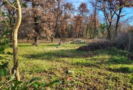 ISTRA, UMAG - Kompleks građevinskog i poljoprivrednog zemljišta u mirnom naselju, Umag, Land