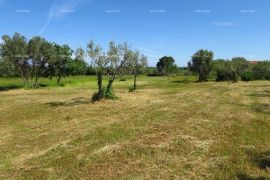 Poljoprivredno zemljište Poljoprivredno zemljište u Peroju, Vodnjan, Terreno