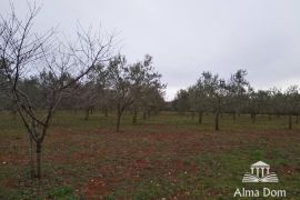 Poljoprivredno zemljište U ponudi imamo poljoprivredno zemljište sa maslinikom!, Višnjan, Terra