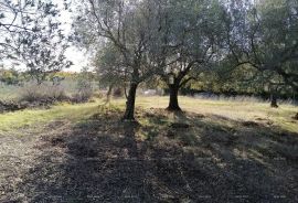 Građevinsko zemljište Zemljište u industrijskoj zoni, Vodnjan, Land