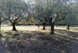 Građevinsko zemljište Zemljište u industrijskoj zoni, Vodnjan, Γη