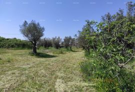 Poljoprivredno zemljište Legalizirana kućica na velikom poljoprivrednom zemljištu., Fažana, أرض