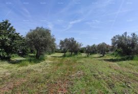 Poljoprivredno zemljište Legalizirana kućica na velikom poljoprivrednom zemljištu., Fažana, Γη