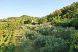 Poljoprivredno zemljište Lijep maslinik!, Gračišće, Land