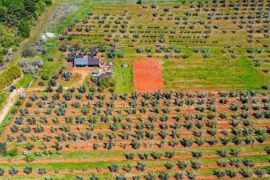 Poljoprivredno zemljište Prodaje se poljoprivredno zemljište, maslinik, u Novigradu, Novigrad, Tierra