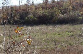 Vodnjan-Divšići poljoprivredno zemljište 50 000m2, Marčana, Terra