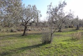 Maslinik, zemljište 2002m2 uz građevinsko područje, Peroj, Vodnjan, Terrain