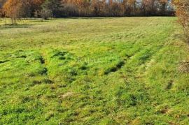 Istra- Višnjan, poljoprivredno zemljište 4 hektara, Višnjan, Zemljište