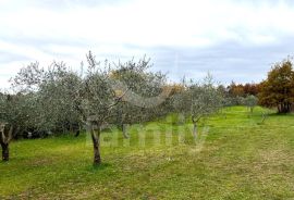 EKSKLUZIVNO GRAĐEVINSKO ZEMLJIŠTE NA MIRNOJ LOKACIJI, Marčana, Tierra