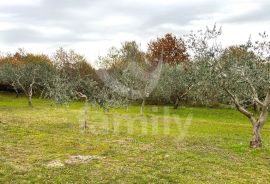 EKSKLUZIVNO GRAĐEVINSKO ZEMLJIŠTE NA MIRNOJ LOKACIJI, Marčana, Tierra