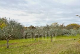 EKSKLUZIVNO GRAĐEVINSKO ZEMLJIŠTE NA MIRNOJ LOKACIJI, Marčana, Tierra