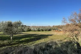 GRAĐEVINSKO ZEMLJIŠTE U MASLINIKU SA POGLEDOM- JEDINSTVENO NA TRŽIŠTU!, Buje, Zemljište