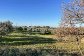 GRAĐEVINSKO ZEMLJIŠTE U MASLINIKU SA POGLEDOM- JEDINSTVENO NA TRŽIŠTU!, Buje, Zemljište