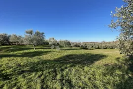 GRAĐEVINSKO ZEMLJIŠTE U MASLINIKU SA POGLEDOM- JEDINSTVENO NA TRŽIŠTU!, Buje, Zemljište