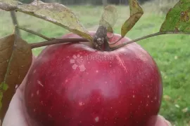 Savršena kuća za odmor u srcu prirode, Grubišno Polje, Kuća