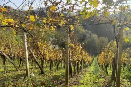 Kuća s potencijalom - Vinica Breg, Vinica, Kuća