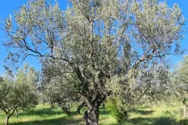 Prekrasan maslenik u Fažani, Fažana, Zemljište