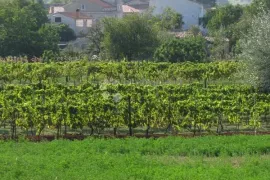 Građevinsko zemljište uz centar Barbana, Barban, Terreno