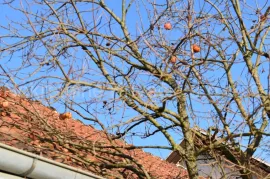 Stambeno poslovna zgrada i zemljište, Kuća