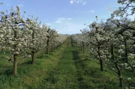 Stambeno/poslovna nekretnina -Popovac/Baranja, Popovac, Kuća